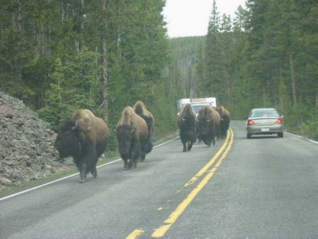 Bison on the road